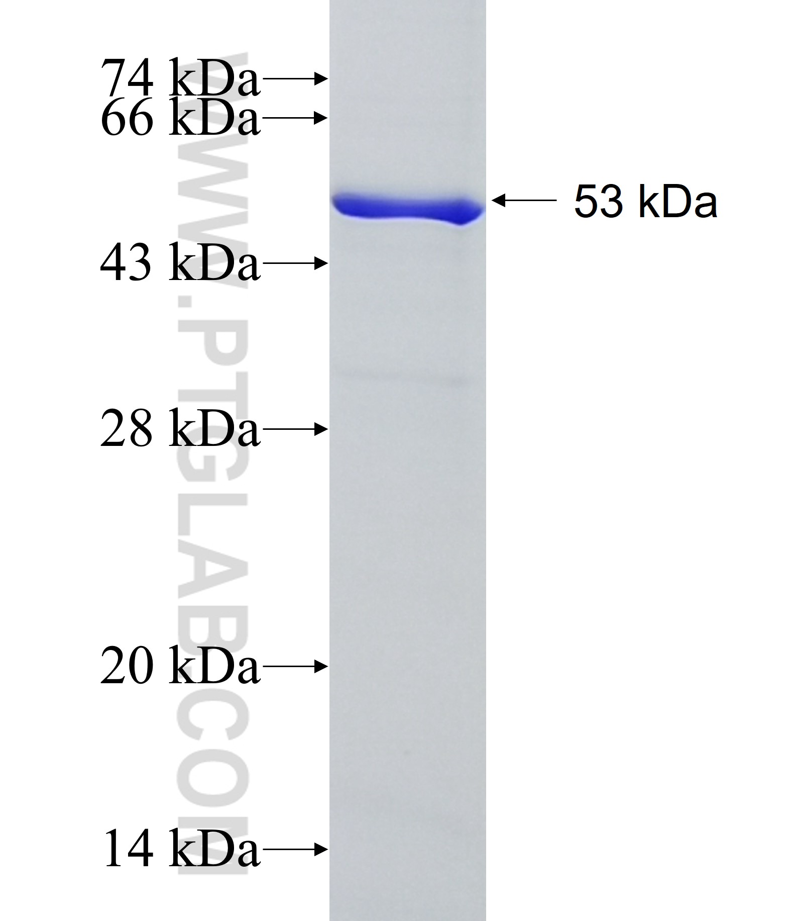 OAT fusion protein Ag34783 SDS-PAGE