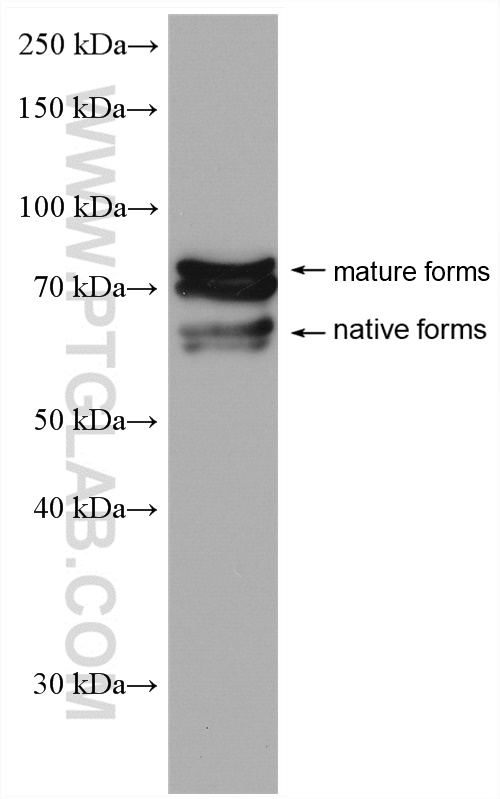 WB analysis of mouse brain using 26574-1-AP