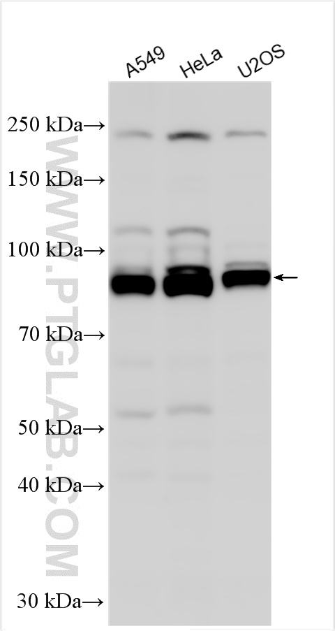 WB analysis using 28597-1-AP