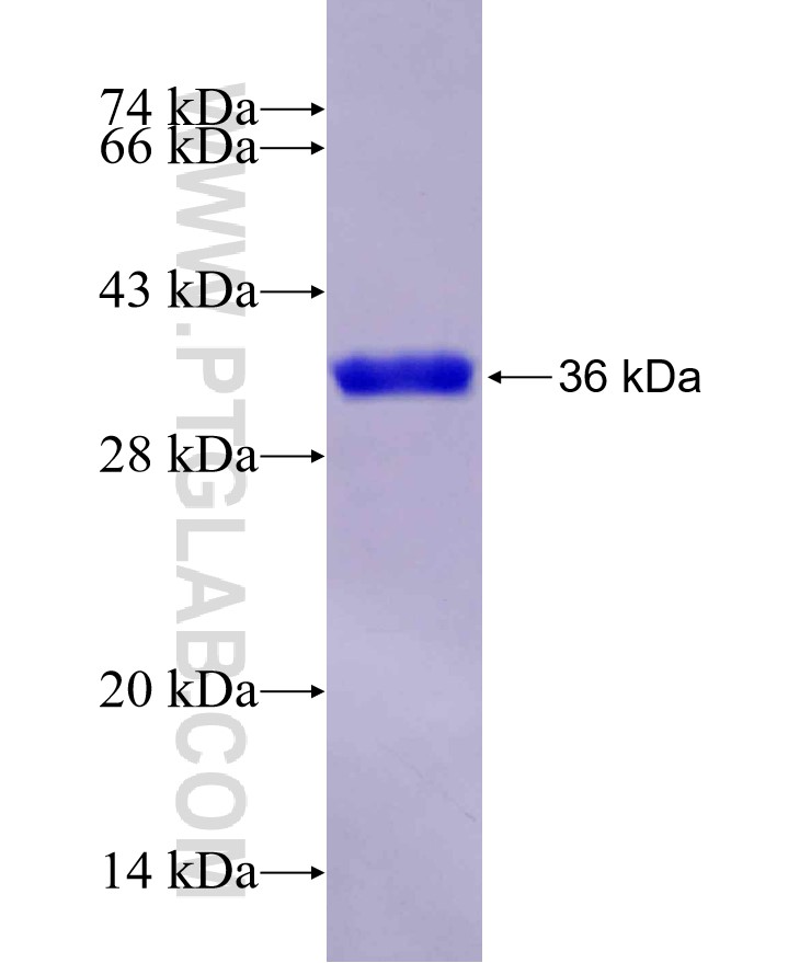 OCT2 fusion protein Ag29462 SDS-PAGE