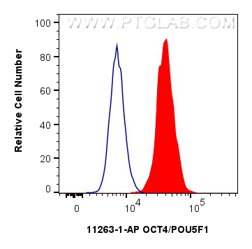 FC experiment of NCCIT using 11263-1-AP (same clone as 11263-1-PBS)