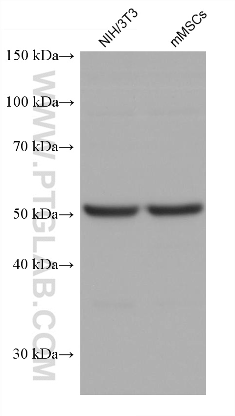 WB analysis using 60242-1-Ig