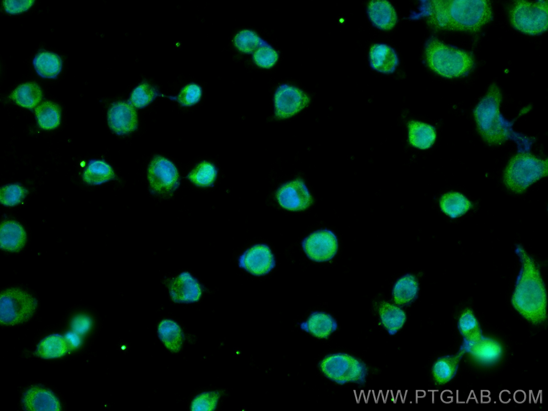 IF Staining of NCCIT using CL488-11263