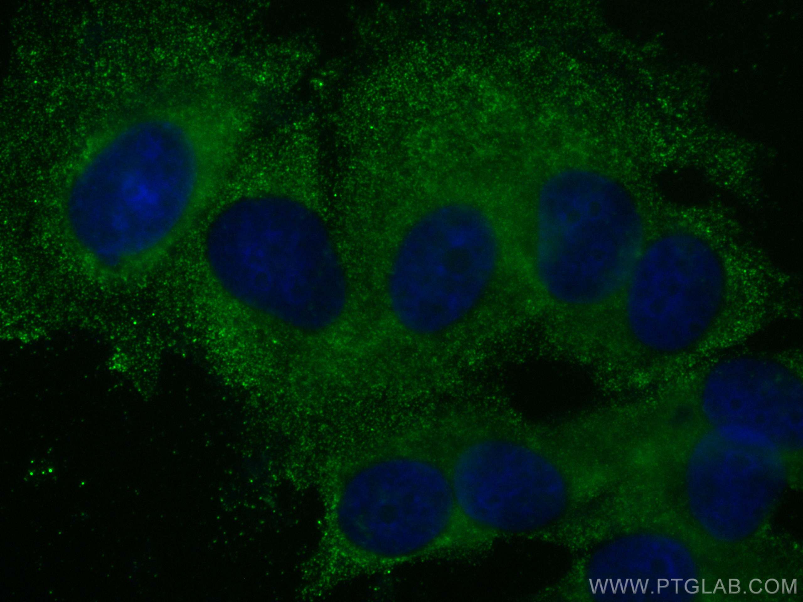 IF Staining of MCF-7 using 67336-1-Ig