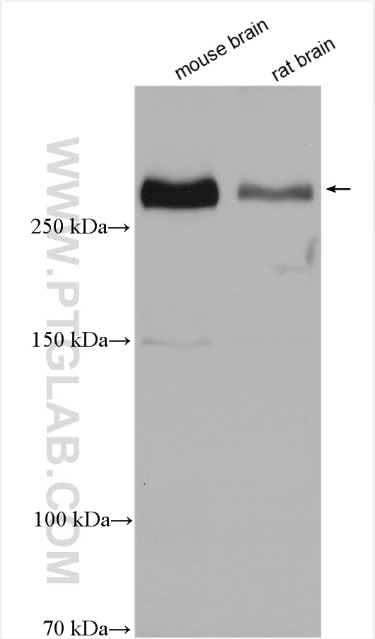 WB analysis using 21696-1-AP