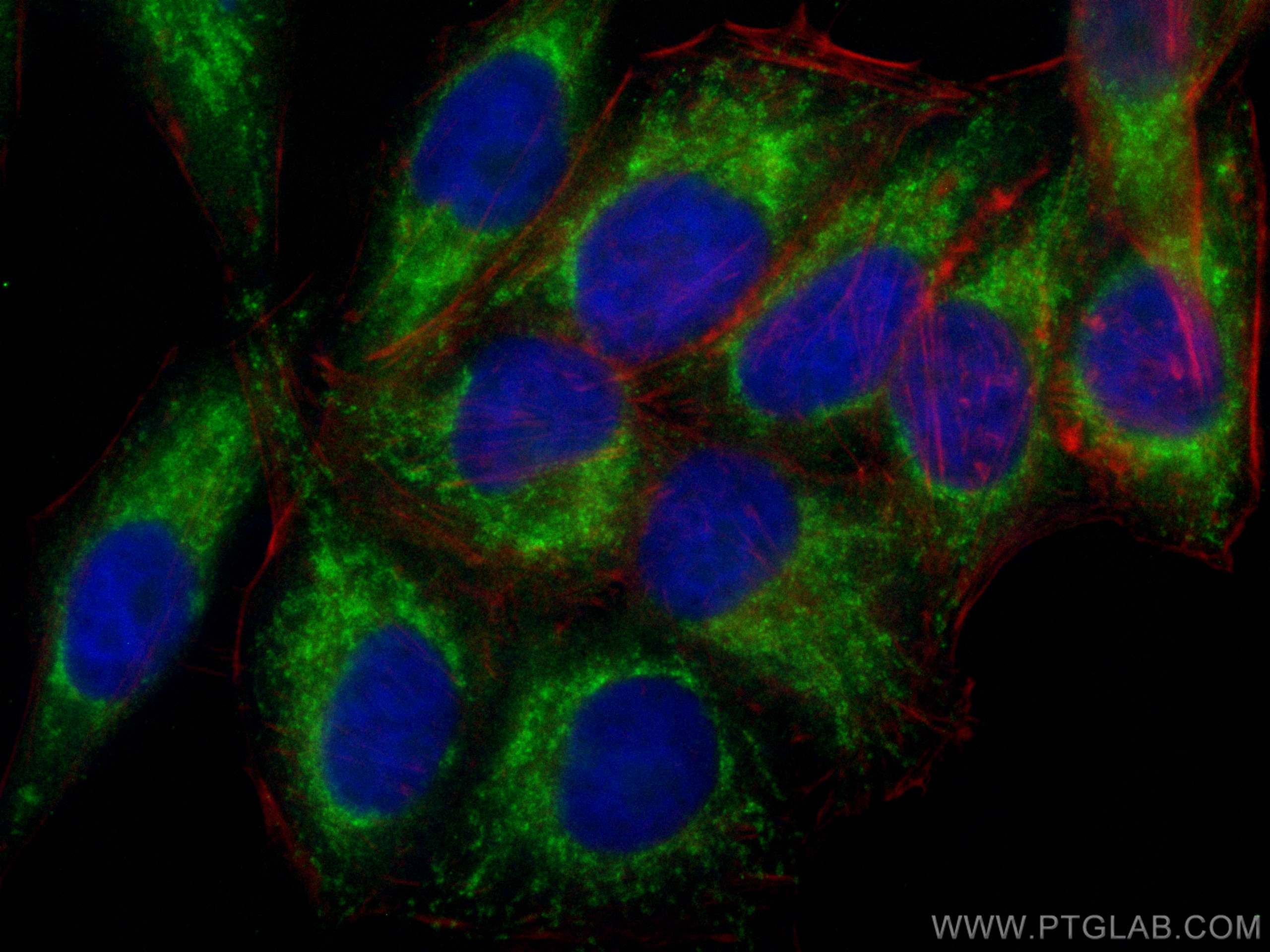 IF Staining of HepG2 using CL488-66285