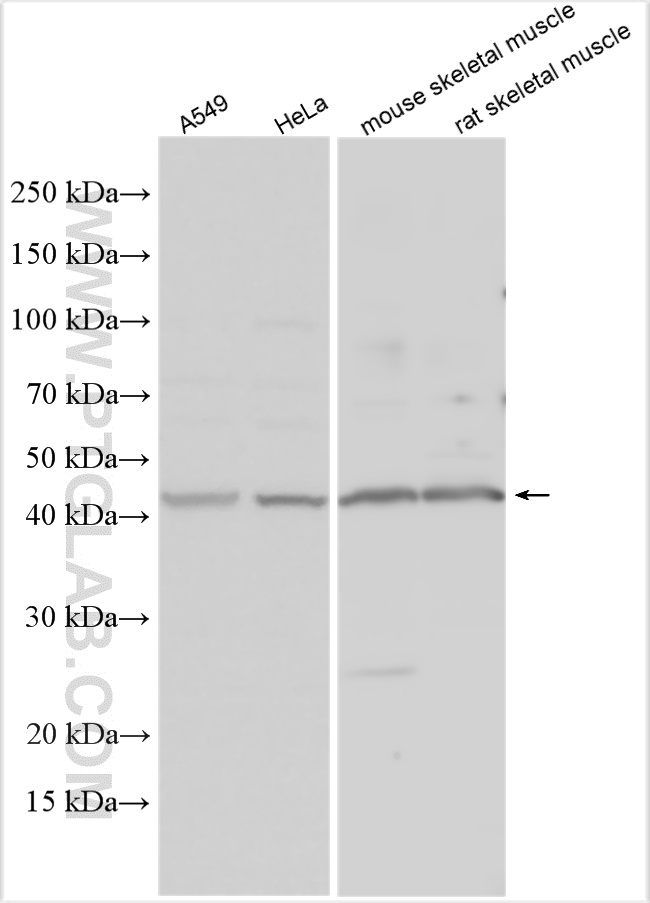 WB analysis using 15125-1-AP