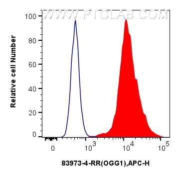 FC experiment of HeLa using 83973-4-RR (same clone as 83973-4-PBS)