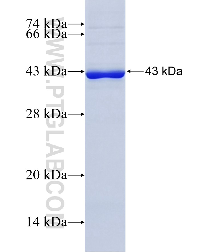 OGG1 fusion protein Ag7320 SDS-PAGE