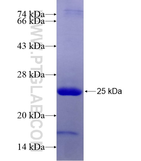 OLFM4 fusion protein Ag28996 SDS-PAGE