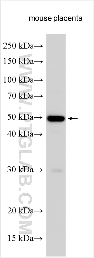 WB analysis using 15869-1-AP