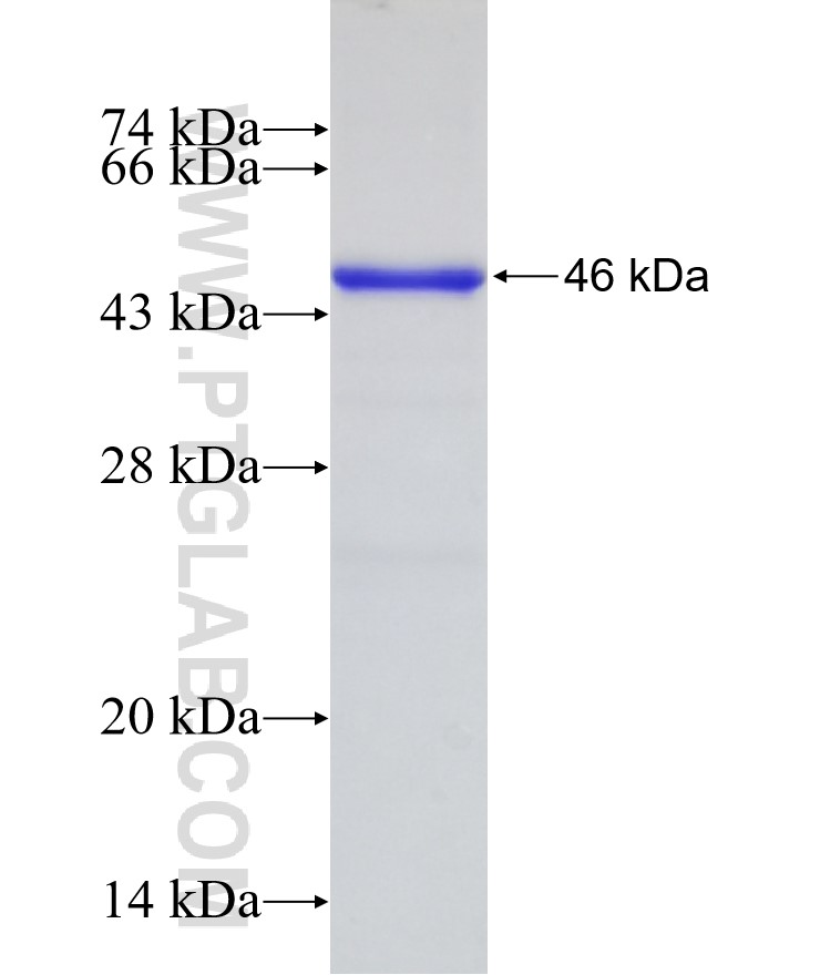 OLFML3 fusion protein Ag8655 SDS-PAGE