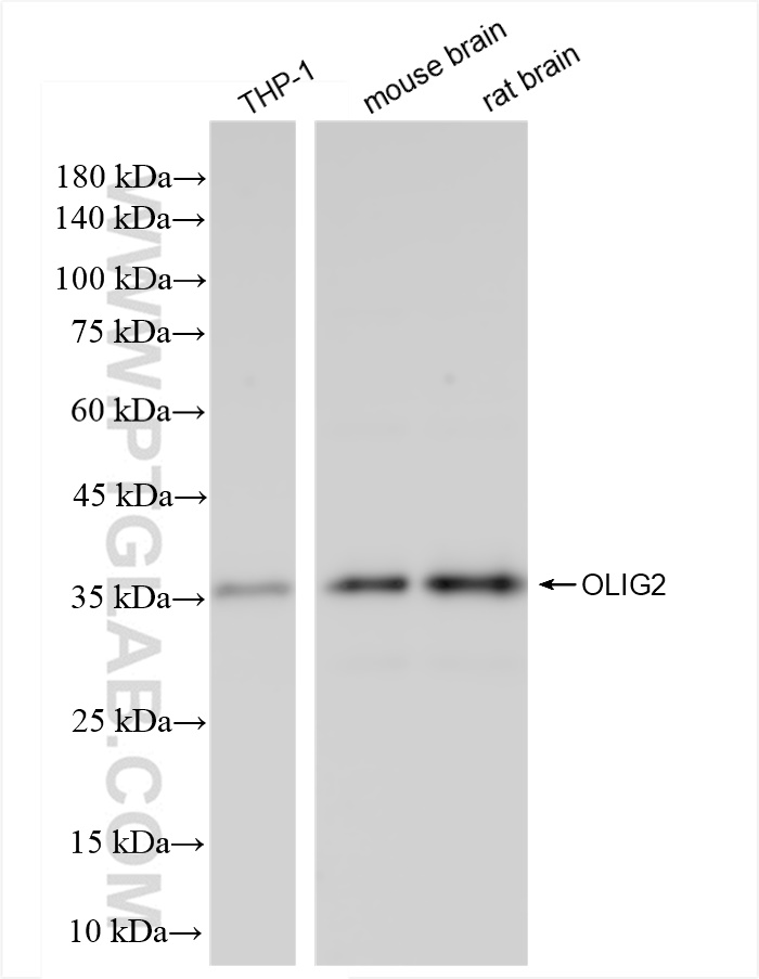 WB analysis using 82806-7-RR (same clone as 82806-7-PBS)