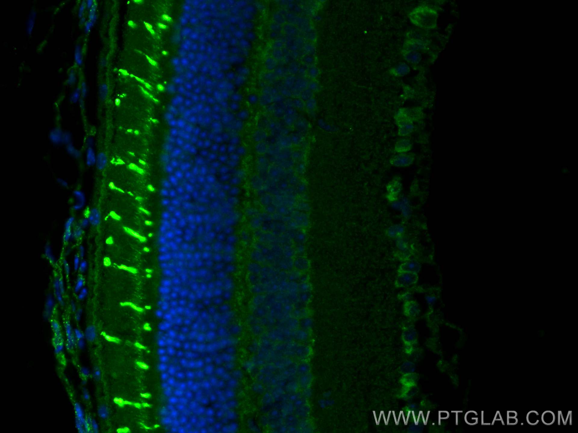 IF Staining of mouse eye using 24660-1-AP