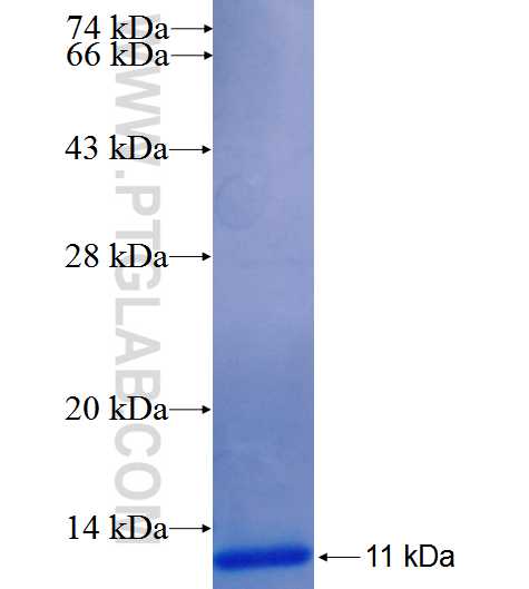 OR2H1 fusion protein Ag26072 SDS-PAGE