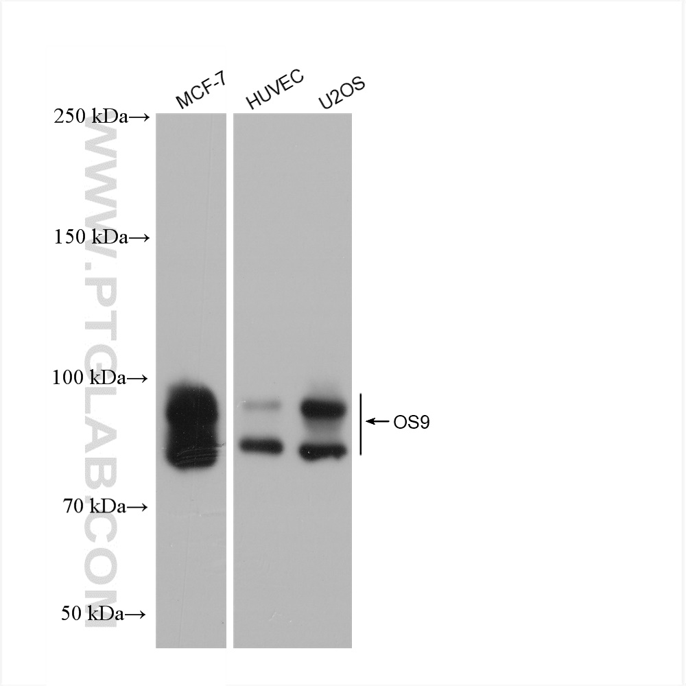 WB analysis using 82932-1-RR