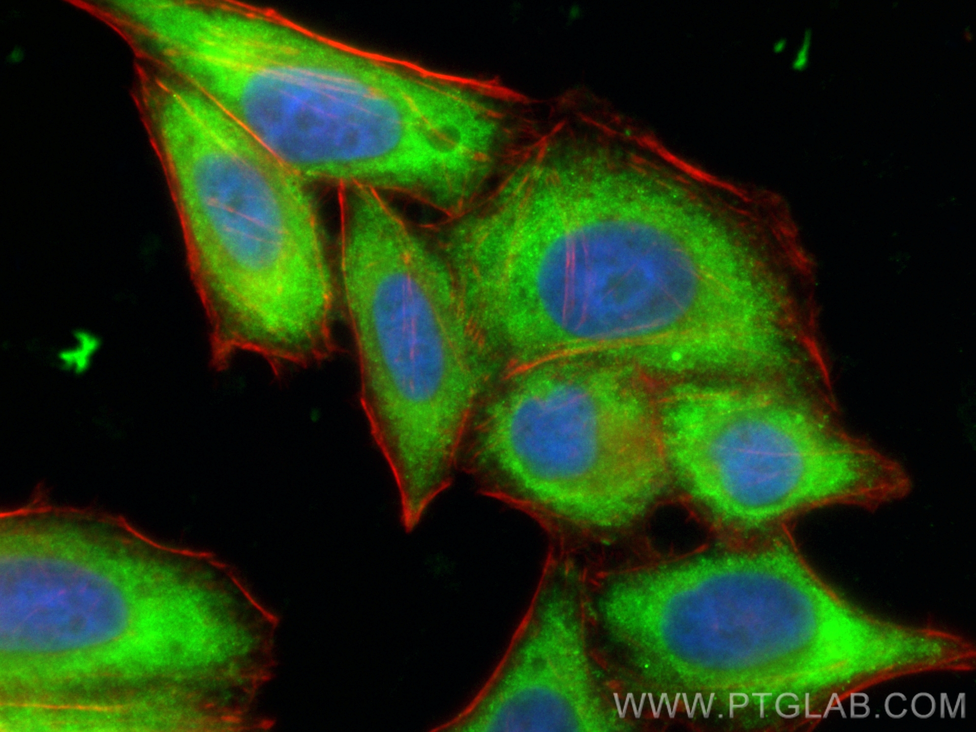 IF Staining of HepG2 using CL488-15491