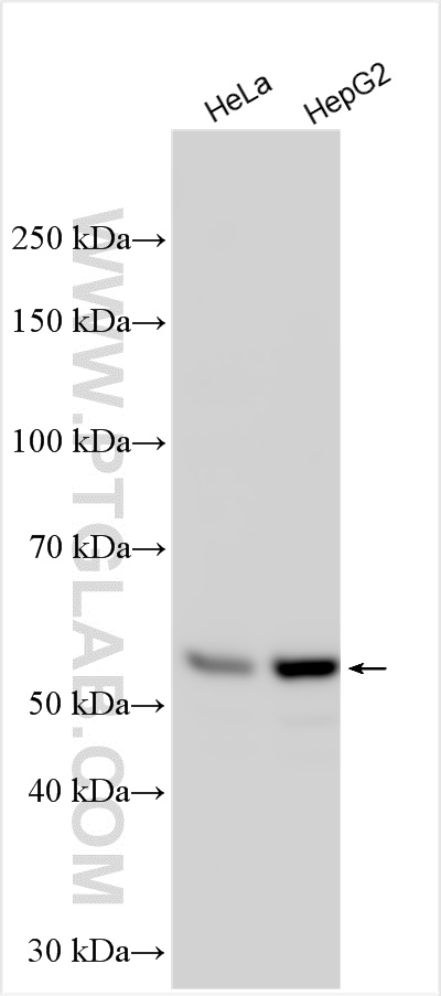 WB analysis using 14751-1-AP