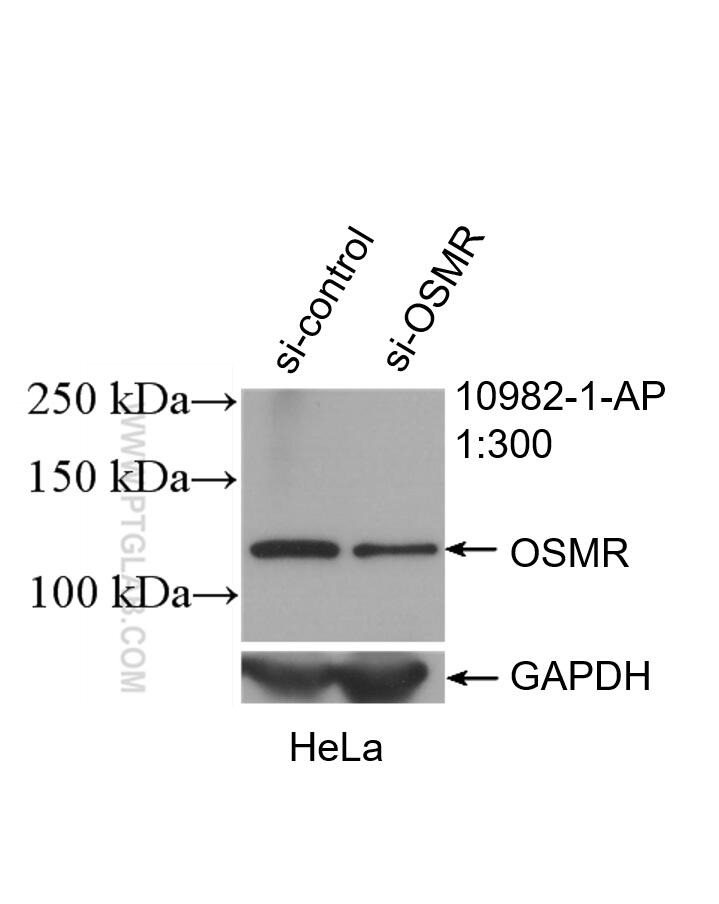 WB analysis of HeLa using 10982-1-AP