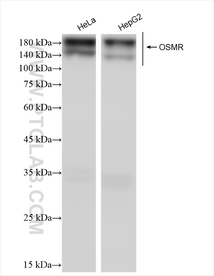 WB analysis using 84555-1-RR