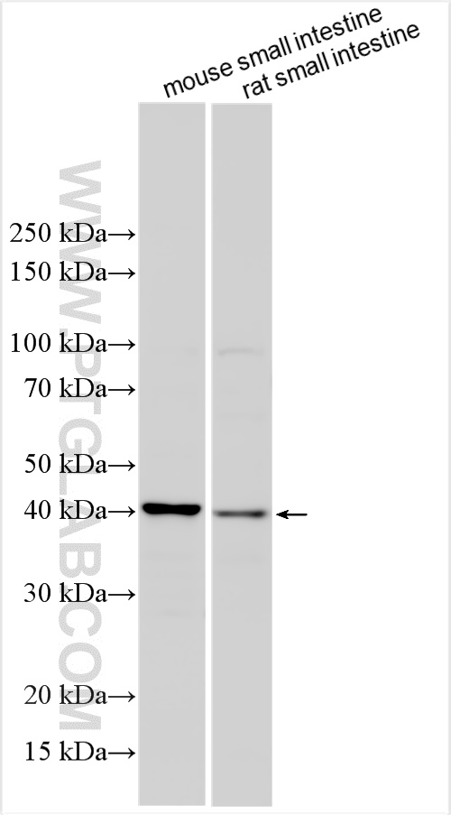 WB analysis using 31330-1-AP