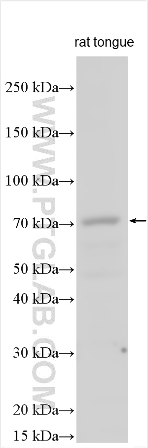 WB analysis using 18819-1-AP