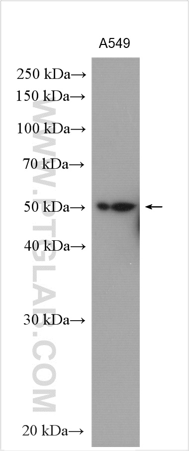 WB analysis using 29921-1-AP