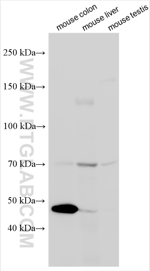 WB analysis using 29921-1-AP