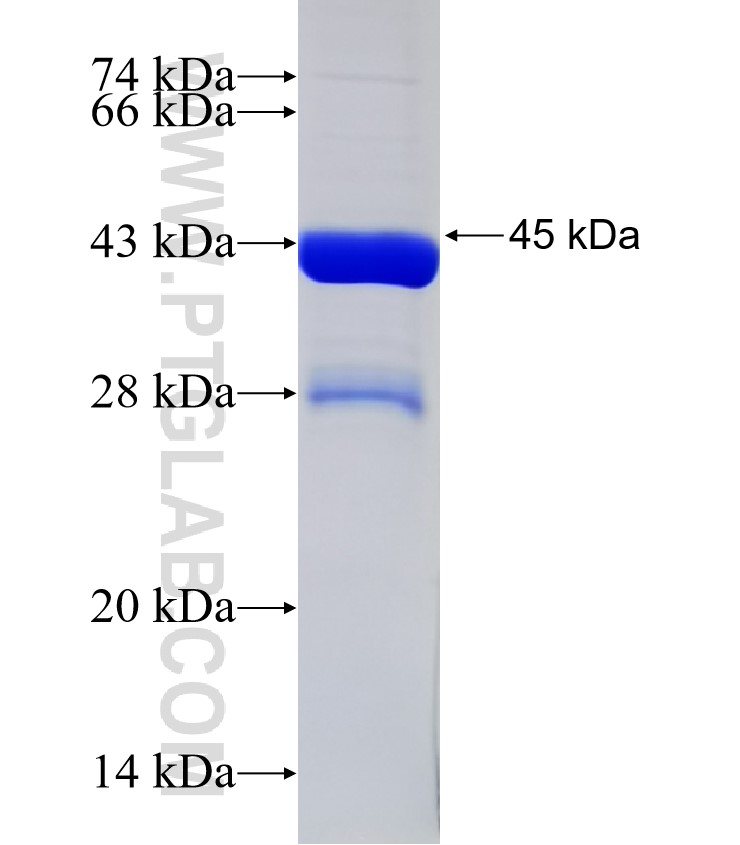 OTUD1 fusion protein Ag31996 SDS-PAGE