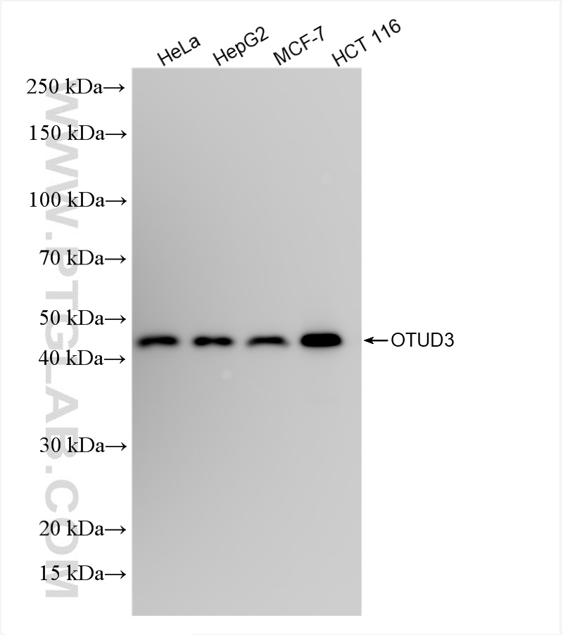 WB analysis of HeLa using 84717-1-RR