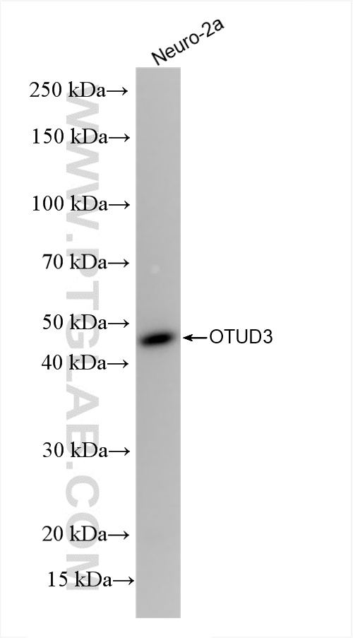 WB analysis of Neuro-2a using 84717-1-RR