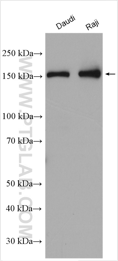 WB analysis using 25070-1-AP