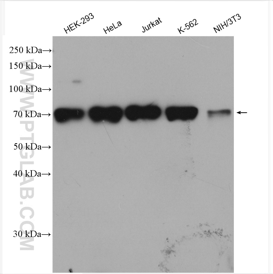 WB analysis using 21002-1-AP