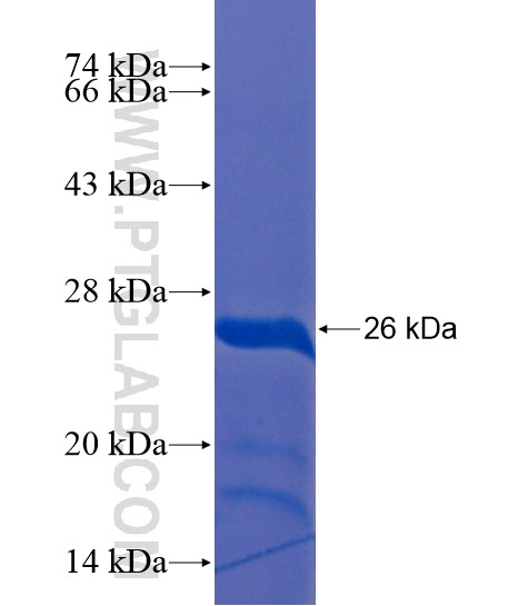 OTUD6A fusion protein Ag21625 SDS-PAGE