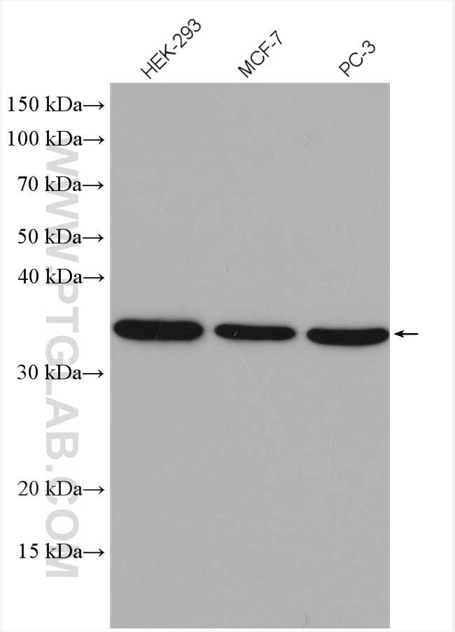 WB analysis using 25430-1-AP