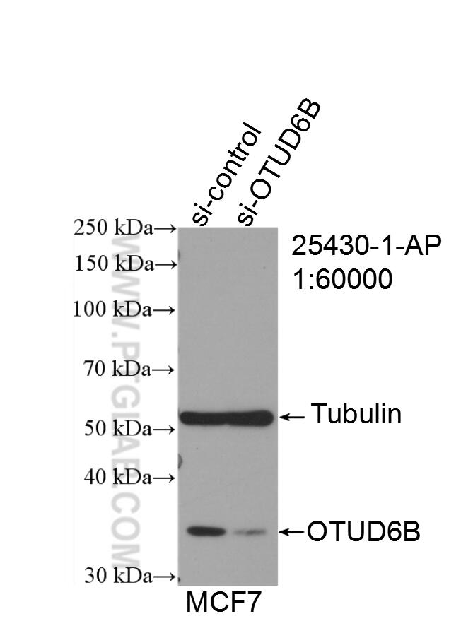 WB analysis of HeLa using 25430-1-AP