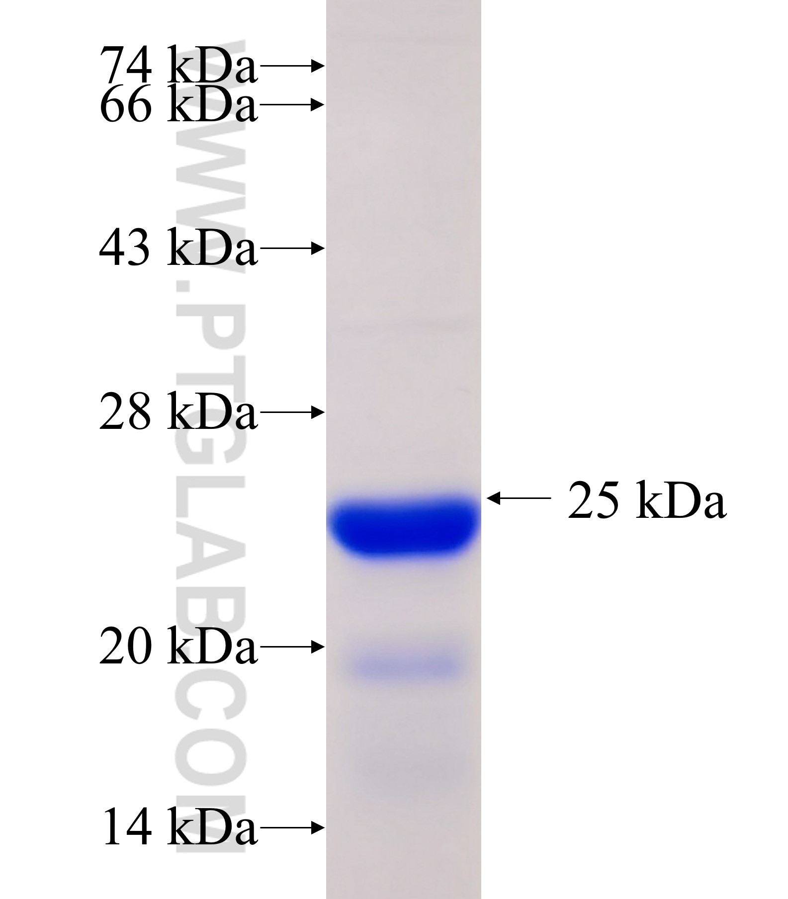 OTUD6B fusion protein Ag33607 SDS-PAGE