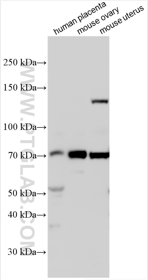 WB analysis using 22324-1-AP