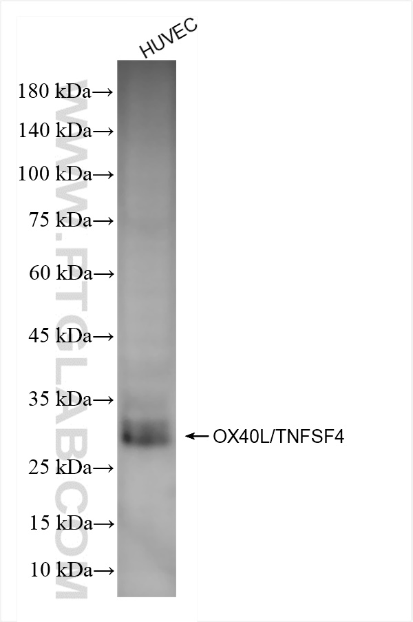 WB analysis of HUVEC using 82794-7-RR