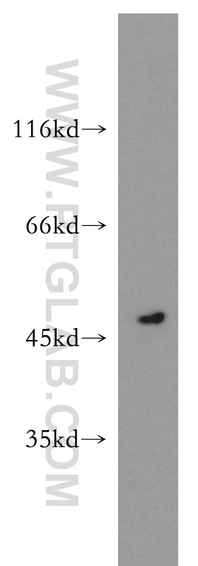 WB analysis of human heart using 16642-1-AP