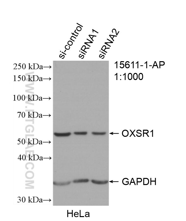 WB analysis of HeLa using 15611-1-AP