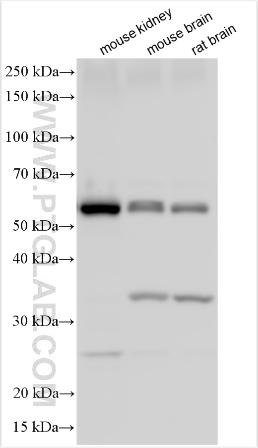 WB analysis using 27260-1-AP