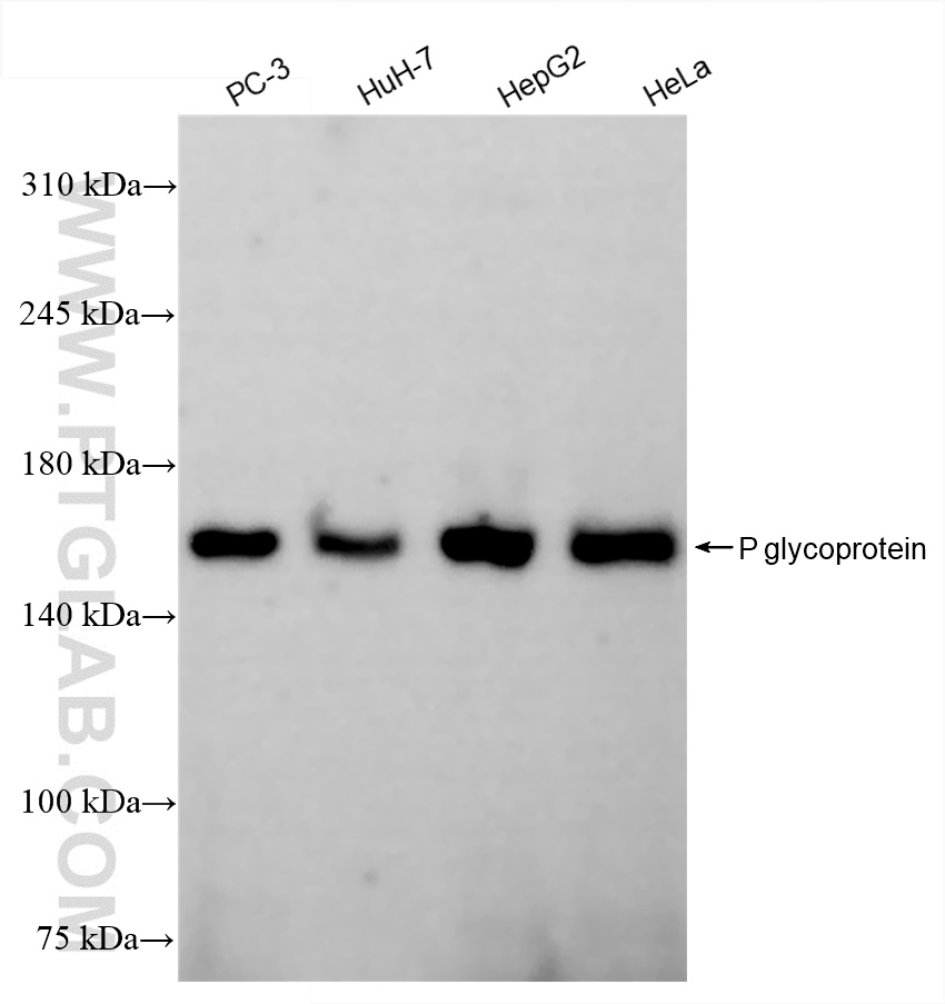 P glycoprotein