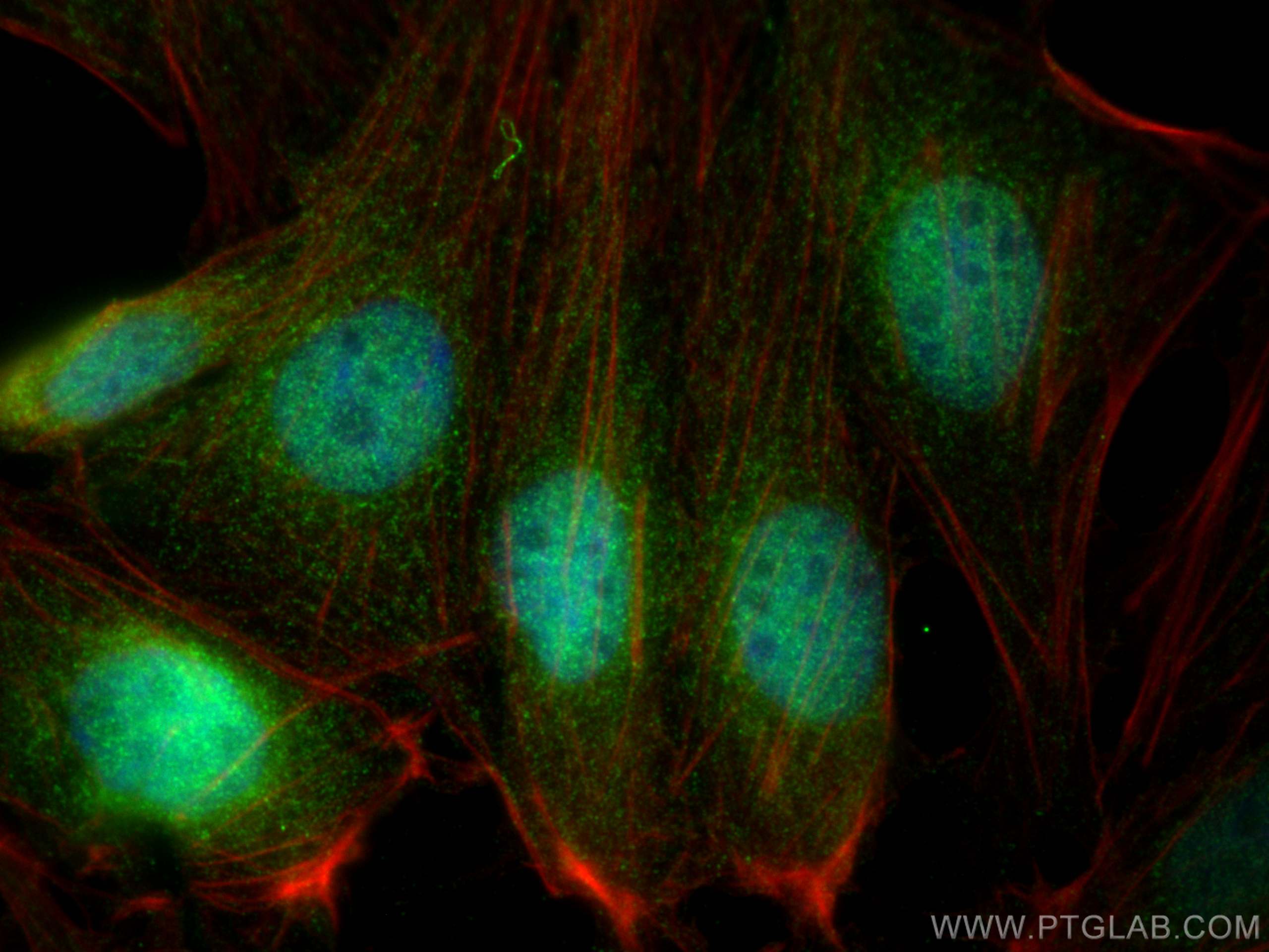 IF Staining of MDCK using 10883-1-AP