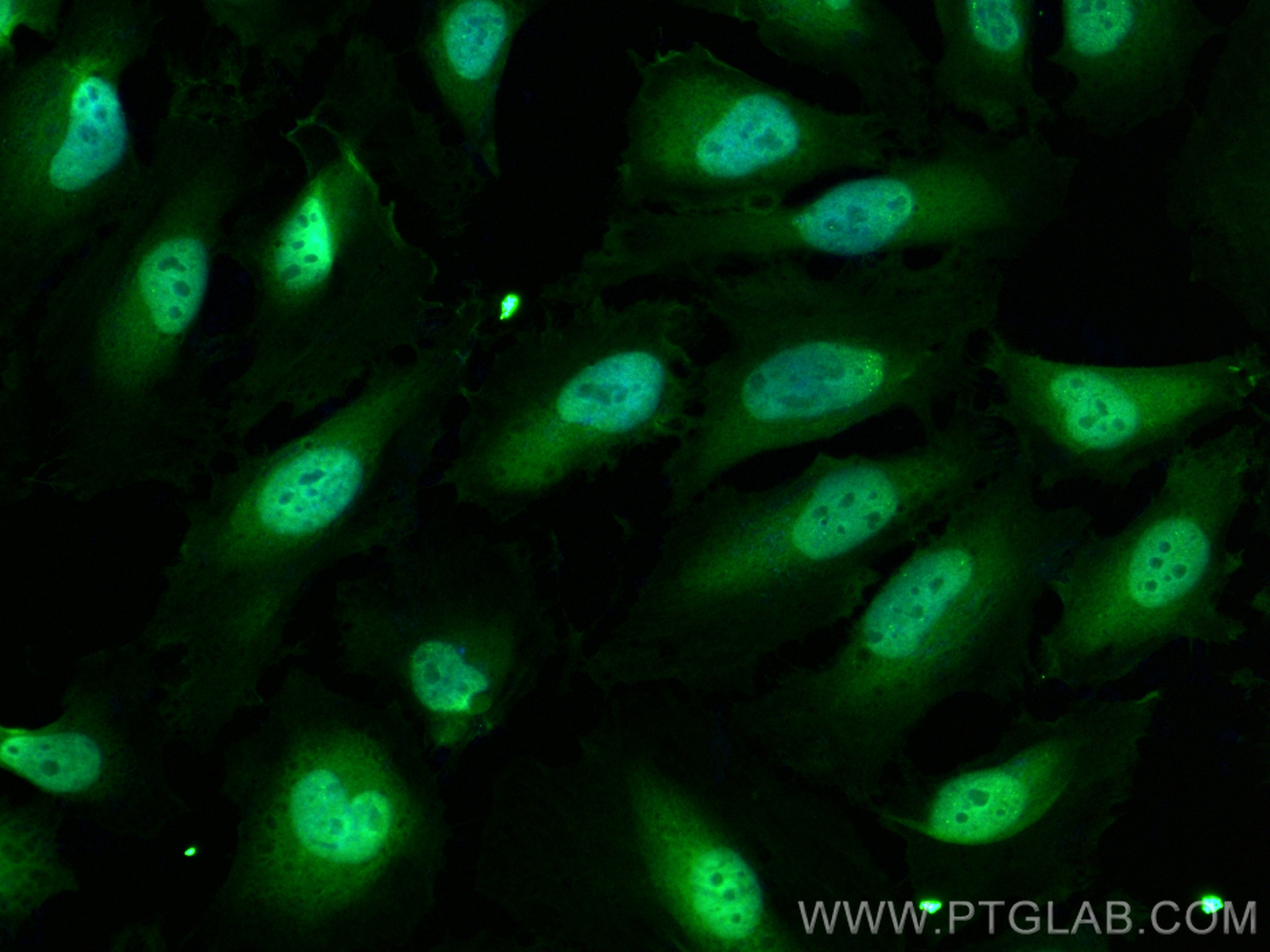 IF Staining of HeLa using CL488-10883