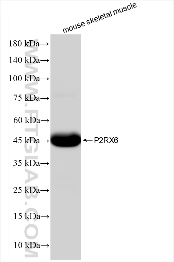 WB analysis of mouse skeletal muscle using 84458-4-RR (same clone as 84458-4-PBS)