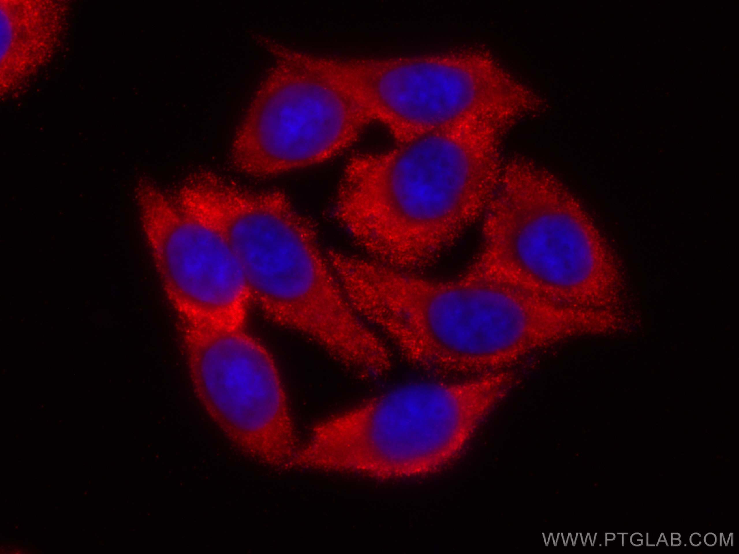 IF Staining of HepG2 using CL594-66101