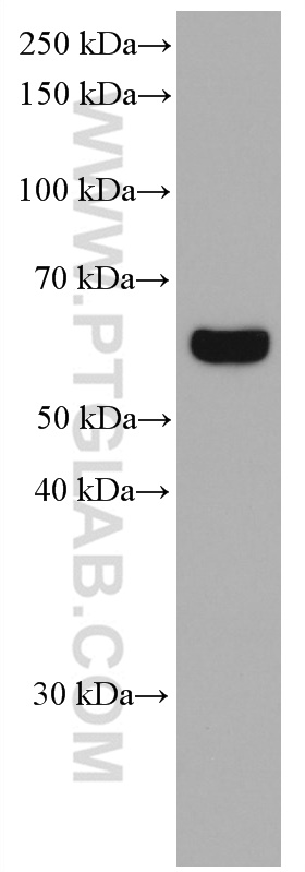 WB analysis of HSC-T6 using 66604-1-Ig