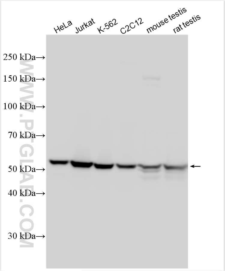 WB analysis using 14632-1-AP