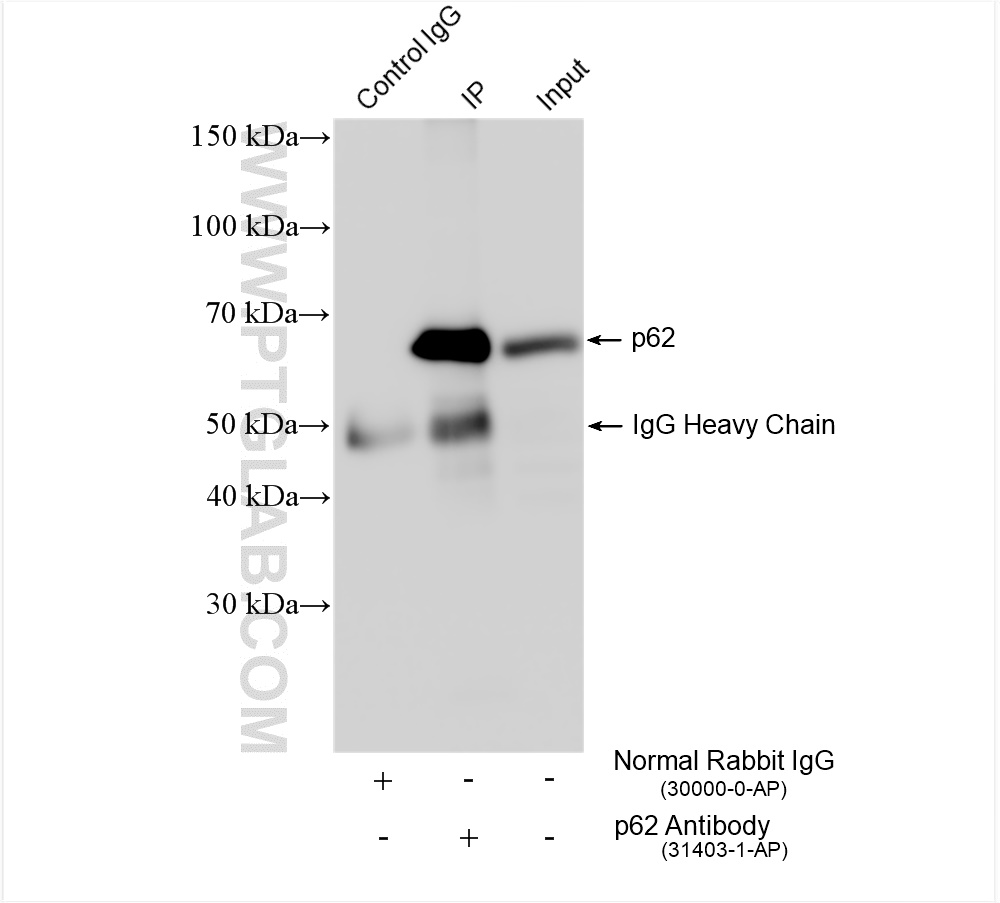 IP experiment of NIH/3T3 using 31403-1-AP